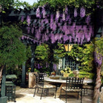 15 Strands Hanging Silk Wisteria Flower